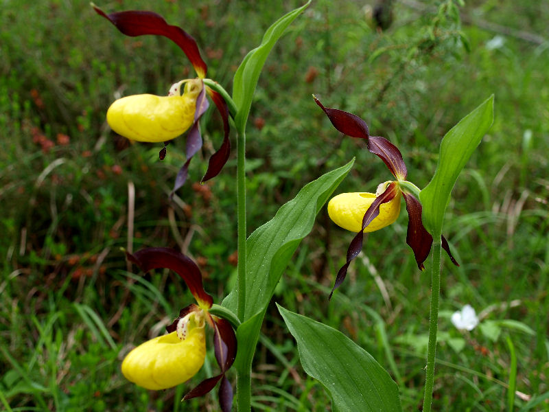 Dal Cadore - Cypripedium calceolus